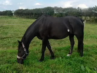 Oldenborg Hoppe 