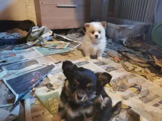 pomeranian og chihuahua blanding