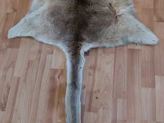 Kænguru skind
