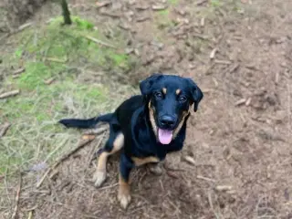 Golden retriever / rottweiler hund