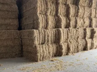 Frøgræs halm