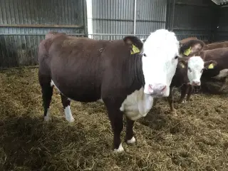 Hereford