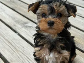 Yorkshire Terrier Hvalpe