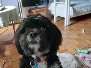 Lhasa apso han til avl