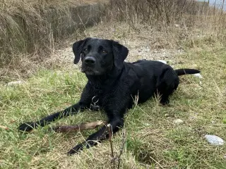 Labrador formel 1 udbydes til avl