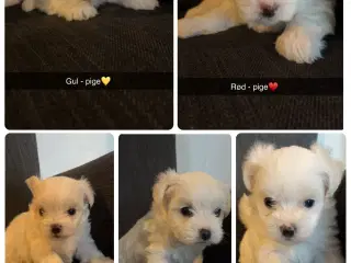 Malteser hvalpe søger nye kærlige hjem
