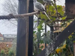 Diamantduer fra sommer 25