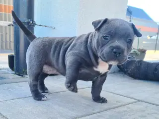 American Bully Blå Pige 