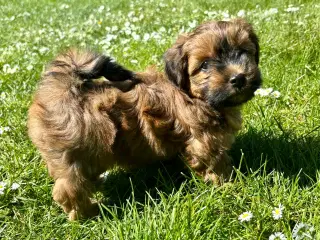 Skønne Bichon Havanais-hvalpe
