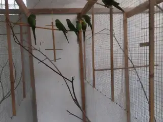 Barabandparakit