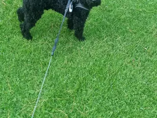 Puddelhund 