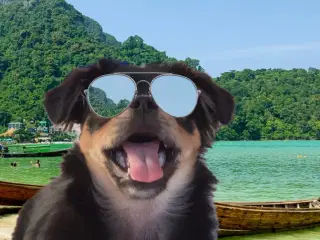 Chihuahua langhåret bl.
