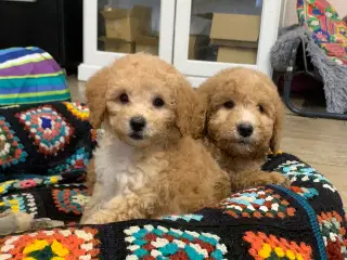 Mini Golden Doodle rejse klar nu