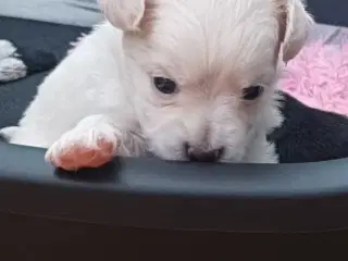 Chihuahua/bomuldshund