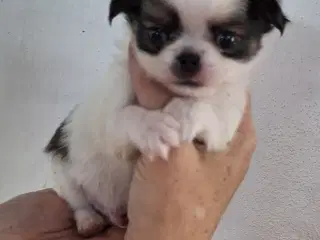 Chihuahuablandinger