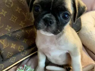 Små søde mopsblandninger 🐶 