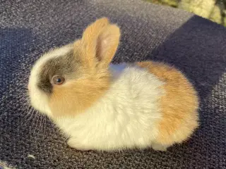 HOLLÆNDER HAN JAPANER SORT/GUL