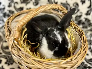 Kaninunger 