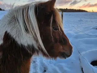 2 shetlænder hopper 