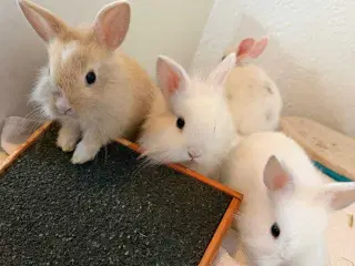 Indendøres Fri-Kaniner 🐰