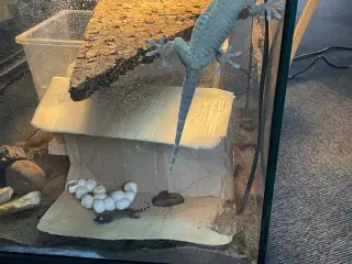 Gekko unger af Tokay gekko 