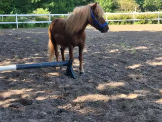 Skøn pony vallak
