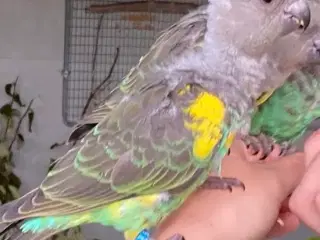 Meyers papegøje søges til hånd opmading 