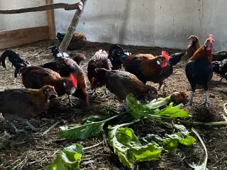 Brun Dansk Landrace i Dværg