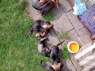 Ruhåret gravhund 
