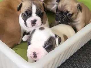 Fransk Bulldog 