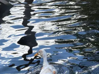 4 løbeænder 