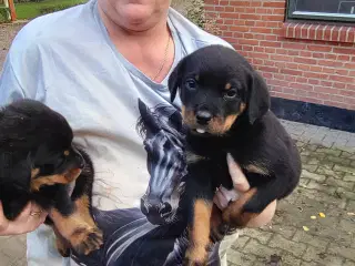 Rottweiler hvalpe 