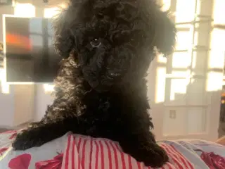 Havapoo hundehvalpe 