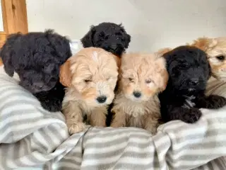 Goldendoodle2xvac