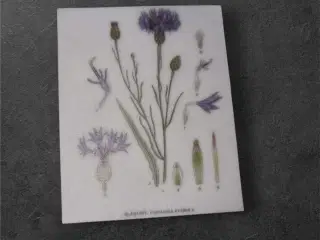 Fang Naturens Skønhed med Vores Kornblomst-Papirar