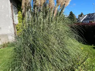 Pampas stængler