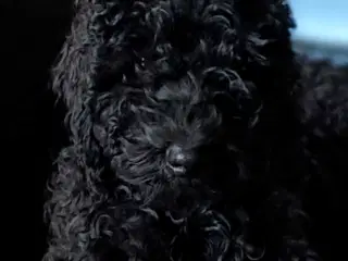 Dejlig krøllet sort hanhvalp gooldendoodle 