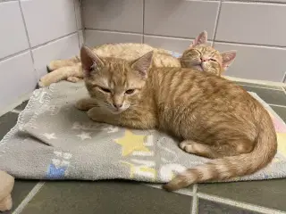 2 søde kattekillinger gives væk 