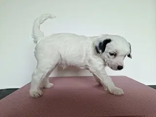 Chinese crested/ powder puff med DKK stamtavle