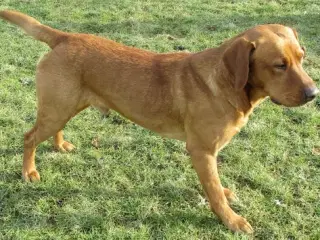 Sort Labrador han hvalp 