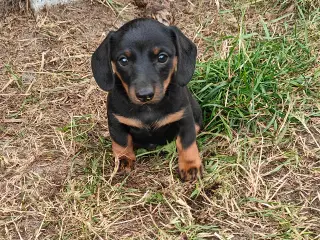 Gravhunde hvalpe.