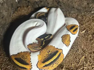 Kongepython 1,1 pied kongepython fra 2024