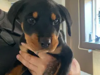 Rottweiler, hvalpe, 10 uger