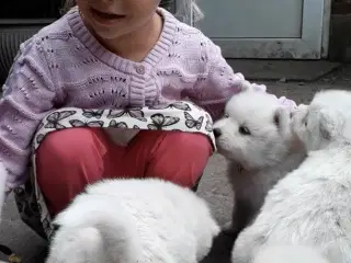 Samojed/Spids hvalpe 8 uger 30/8