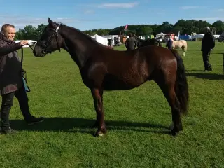 Welsh partbred sælges