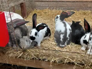 Kaninunger 