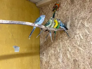 Sangparekitter  flotte