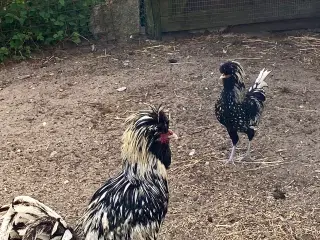 Polish chickens