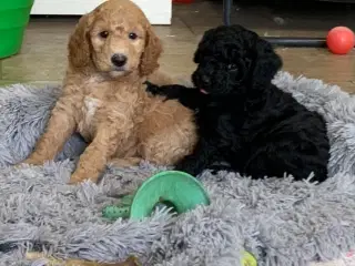 Mini Golden Doodle F1B babyer 