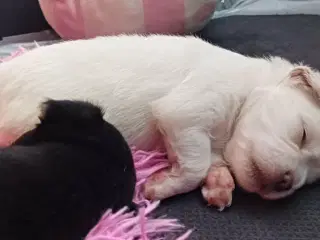 Chihuahua/bomuldshund